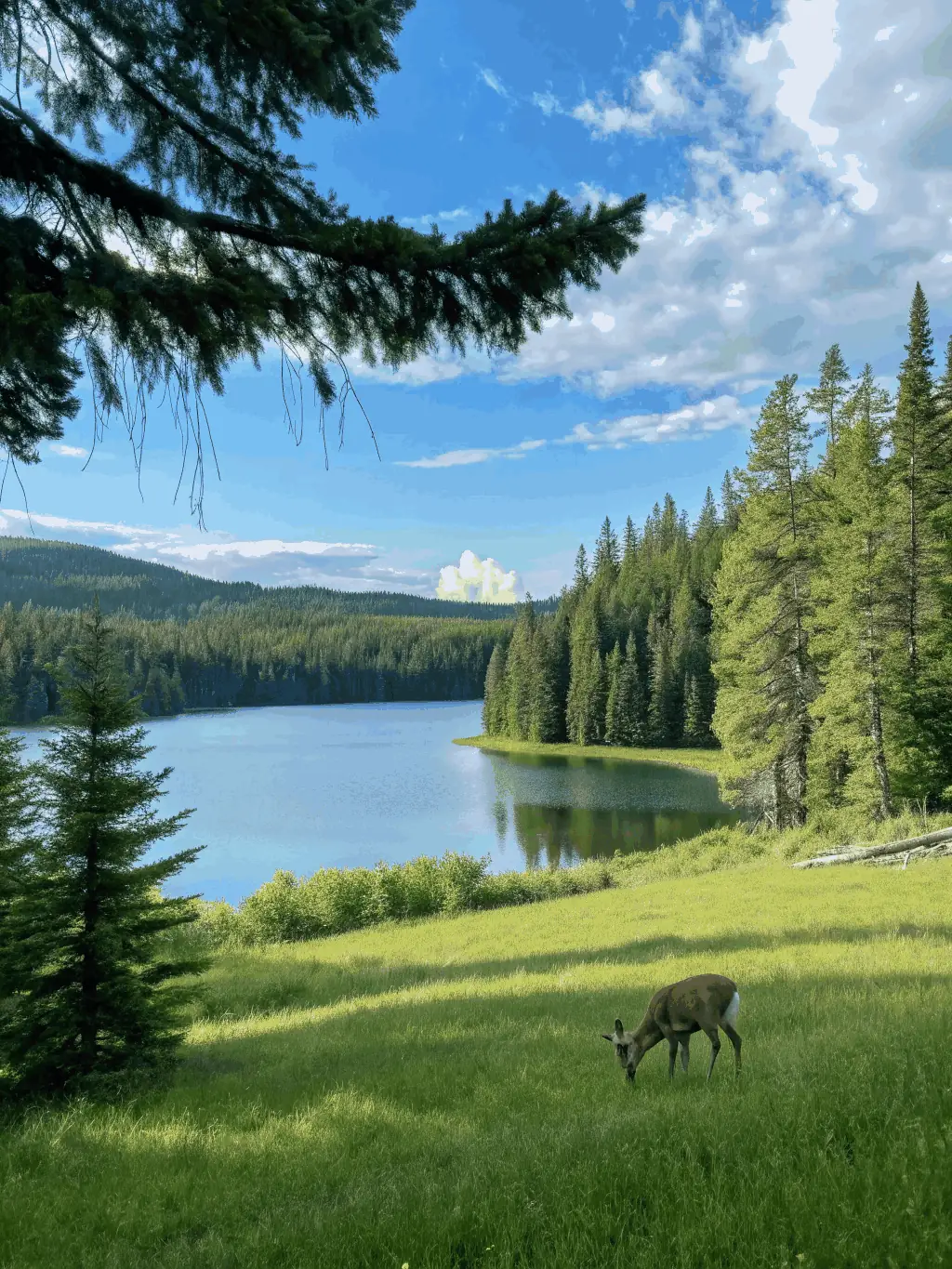 A photograph showcasing a healthy population of deer grazing in a sustainably managed forest, demonstrating the effectiveness of SAINT HUBERT DE SOUVIGNE's responsible hunting practices.